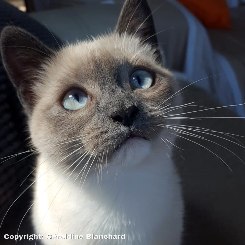 alimentation saine pour un chat